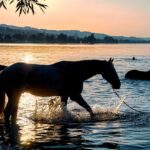 Fra skader til sundhed: Sådan kan laserterapi hjælpe din hest til at præstere bedre